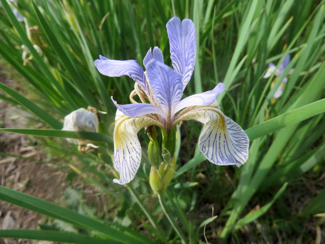 Wildflower of the Week